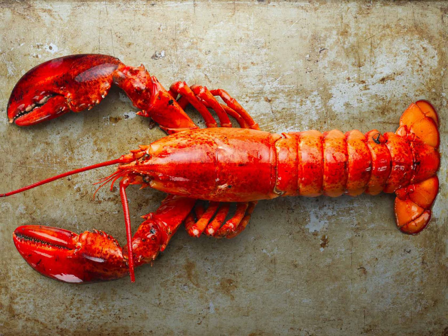 How do lobsters grow? » Polle de Maagt